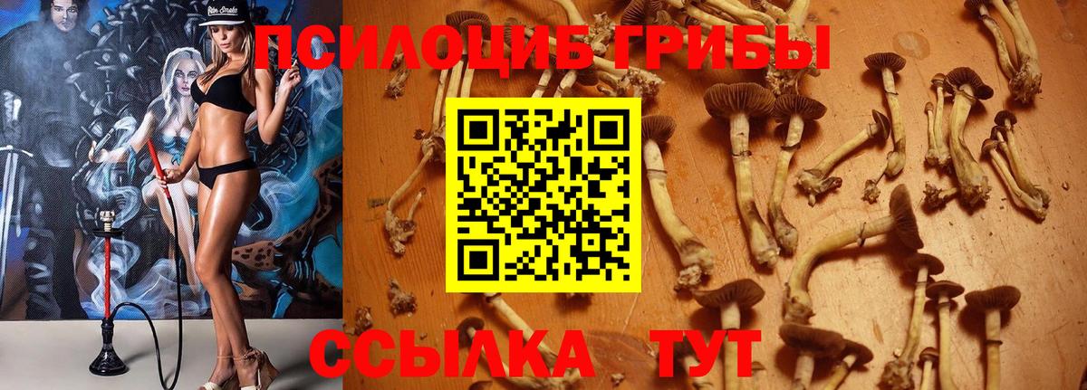Галлюциногенные грибы Psilocybe  Галлюциногенные грибы Psilocybine cubensis  Вход с VPN  Канаш 